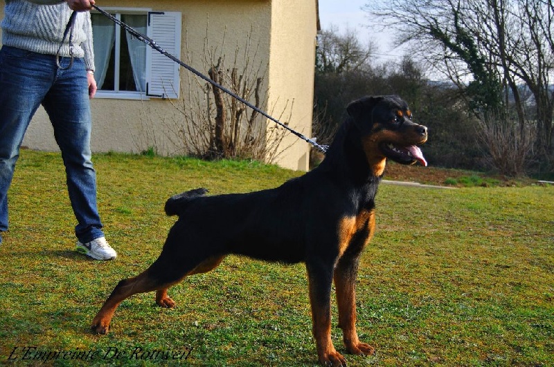 Joy Des Gladiateurs de Rottweil